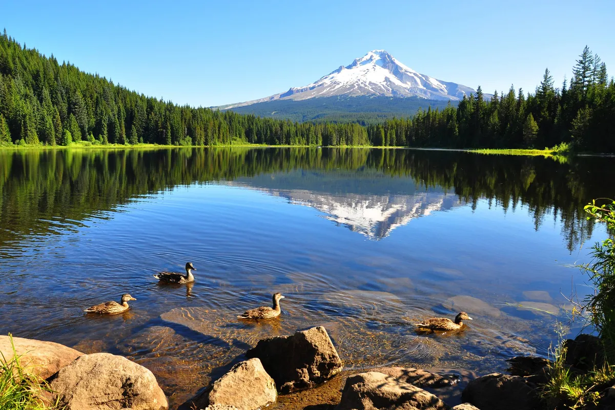 A serene lakeside scene with a mountain backdrop, calm water dotted by ducks, and trees along the shore. The inviting landscape suggests peaceful moments by the water, as well as opportunities for hiking, bird watching, and photography—all ideal for summer exploration.